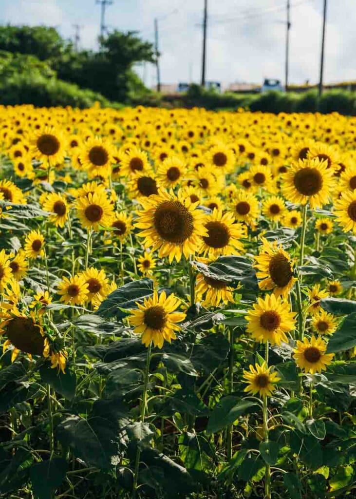 Girasoles en verano en japón