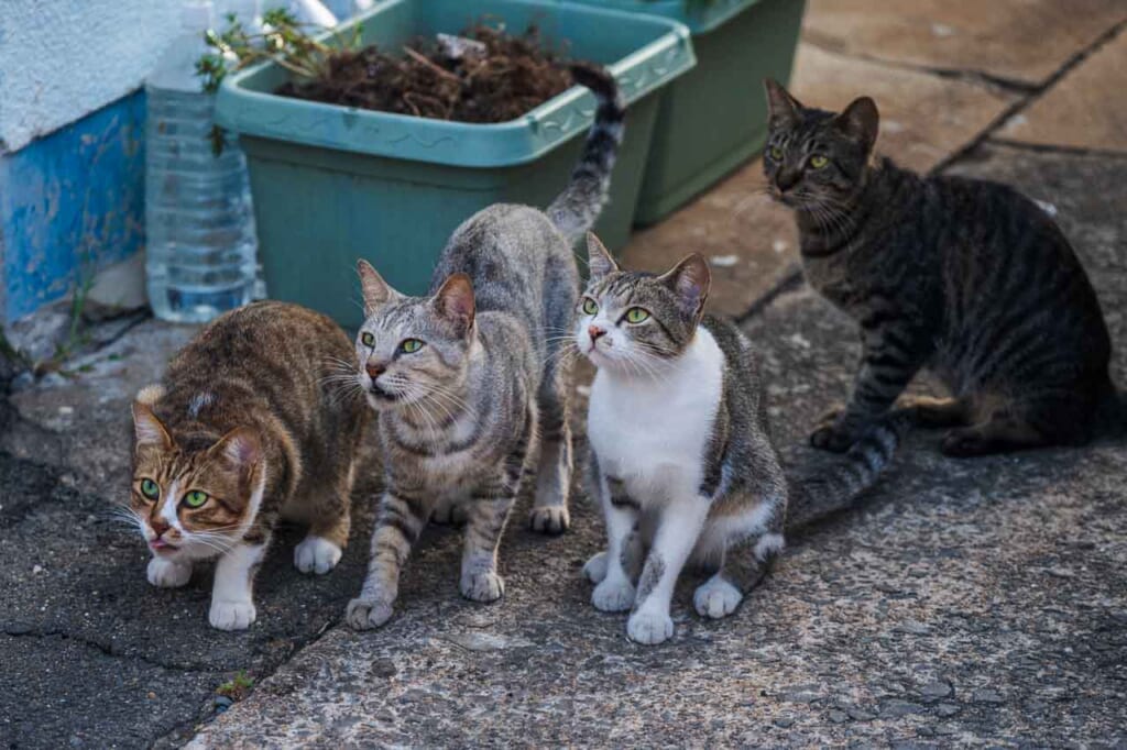 Un grupo de gatos callejeros en Ojika