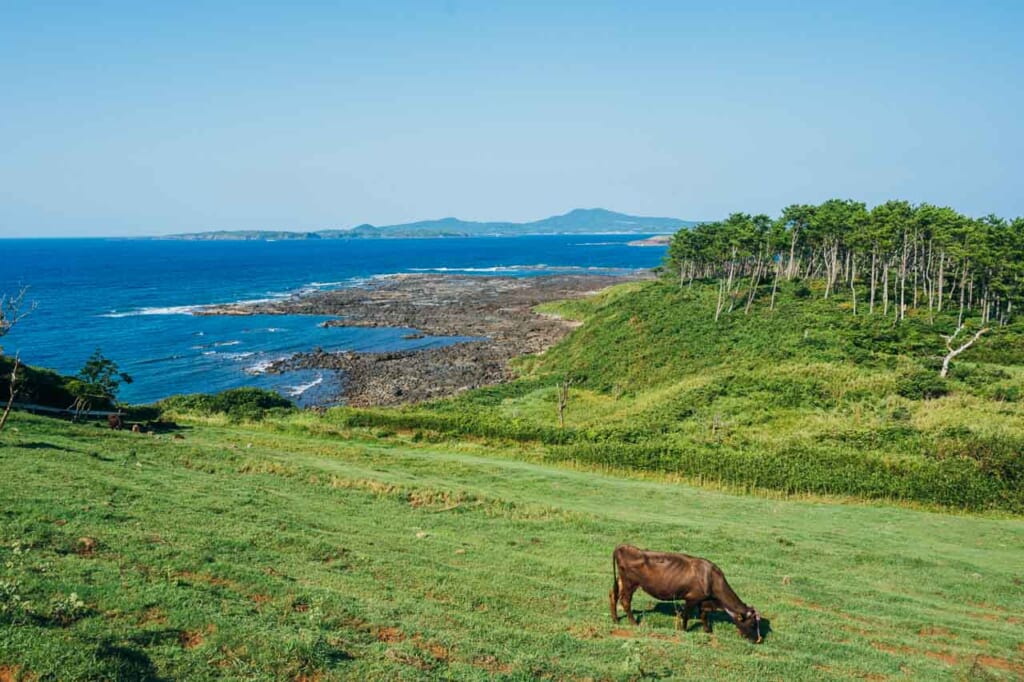 Las vistas del mar desde un campo con un buey