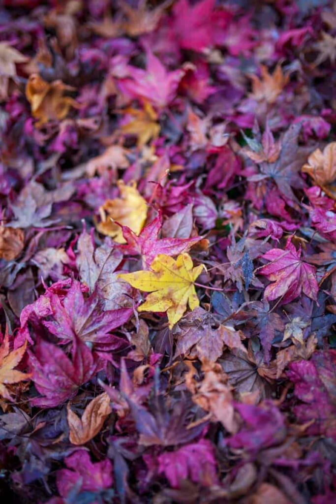 momiji, hojas de arce