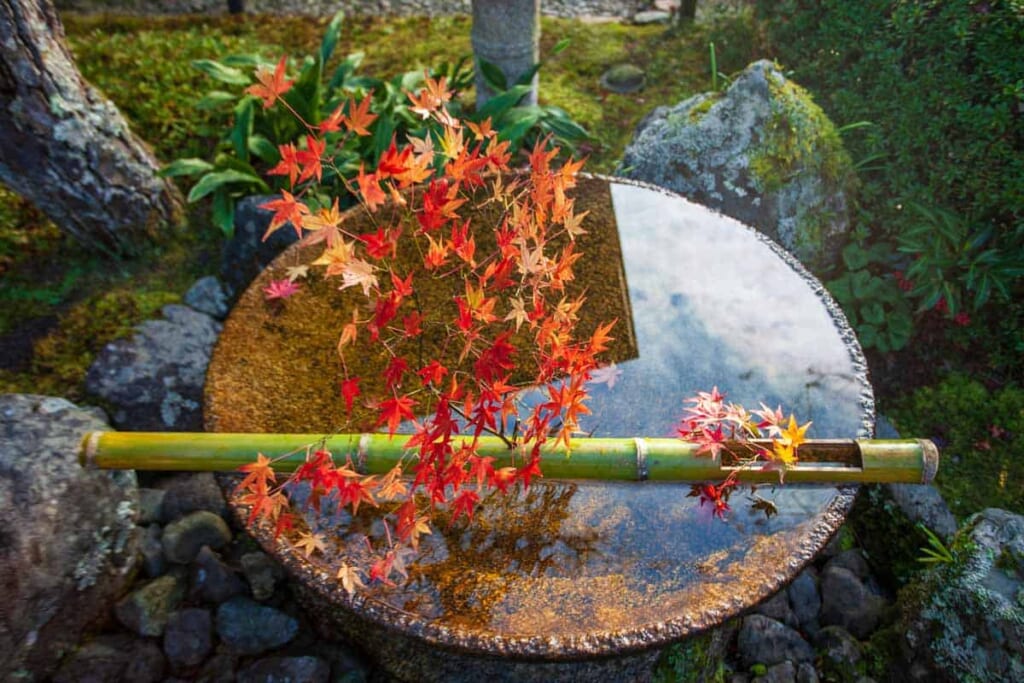 Cuenca de agua con arce rojo