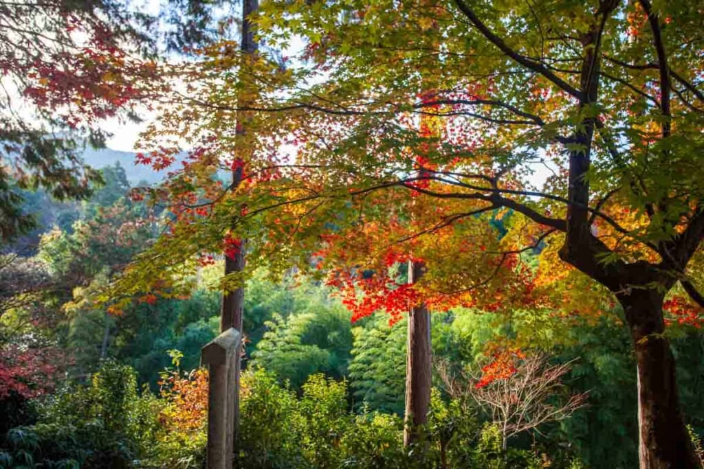 Arce rojo en el templo Enkou-ji en Kioto