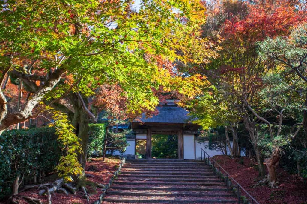 Arce en el templo Anrakuji en Kioto