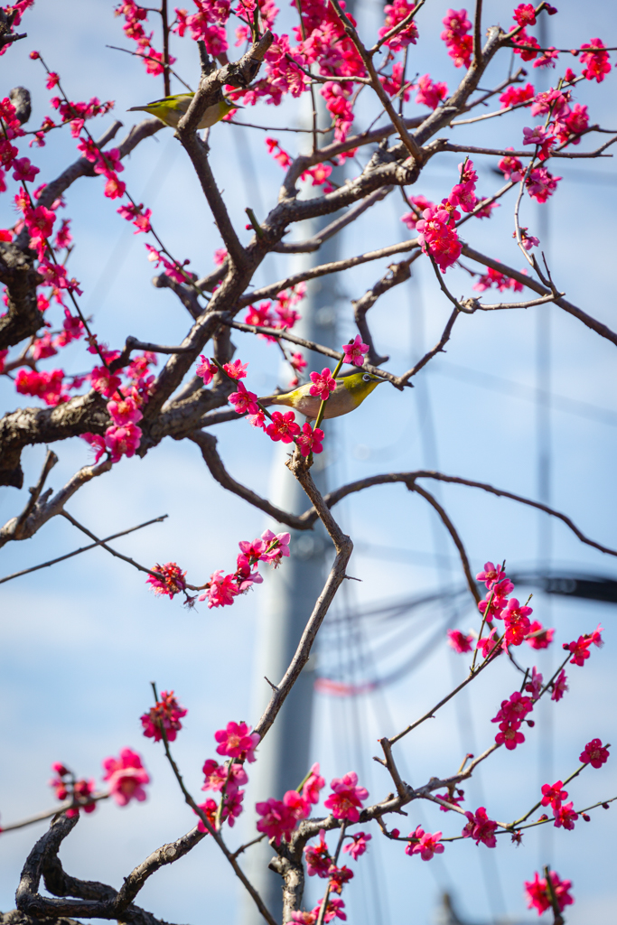 un árbol de ciruelo con un pájaro mejiro