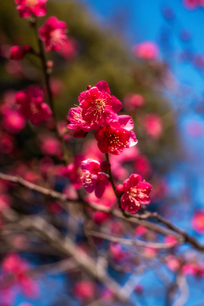 El detalle de una flor de ume en un parque de Tokio