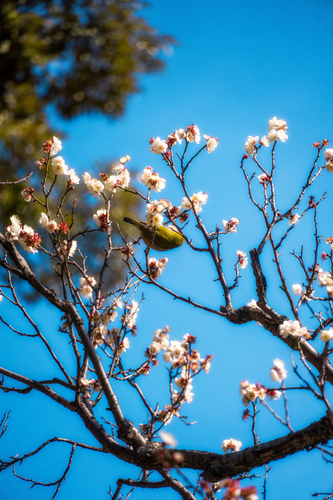 Flores del cerezo con un pájaro mejiro