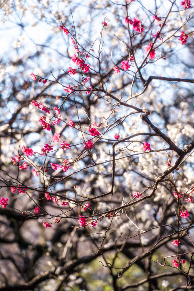 Ciruelos rosas y blancos en el parque Koshikawa Korakuen