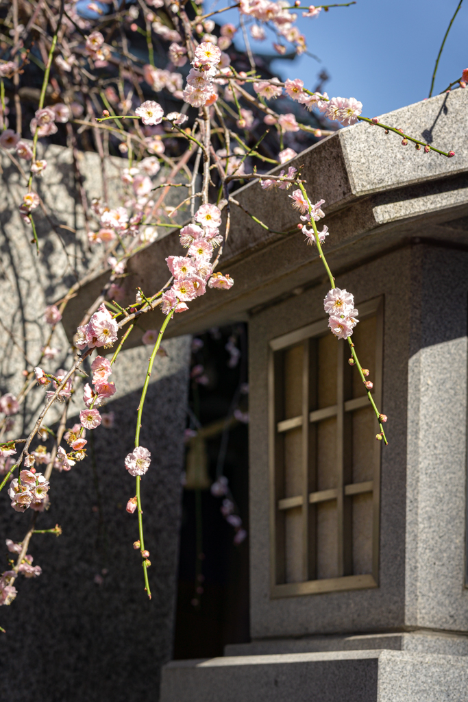 Detalle de ramas de ciruelo y un fanal japonés