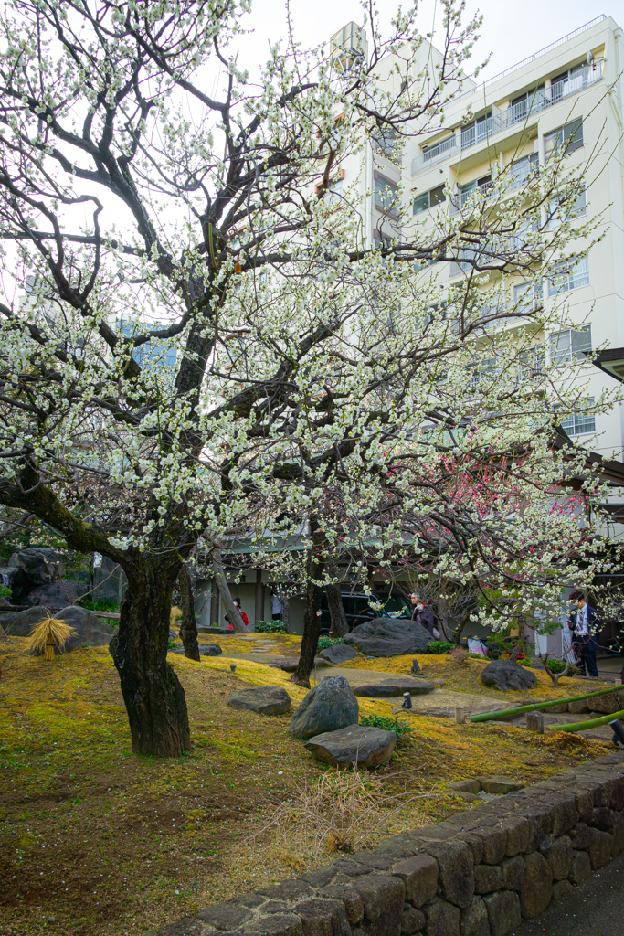 un árbol del ciruelo blanco