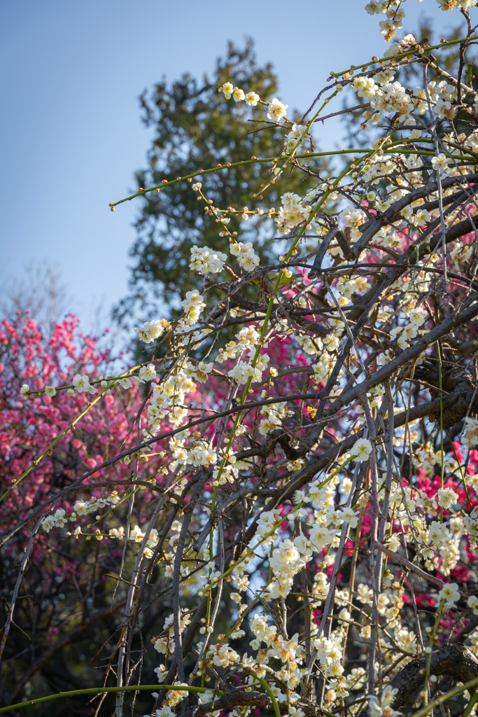 Un detalle de un árbol del cirulo llorón