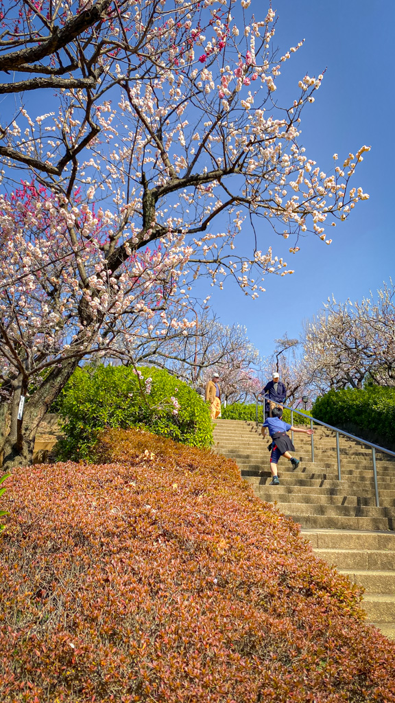 Un niño corriendo en un jardín de árboles de ume en Tokio