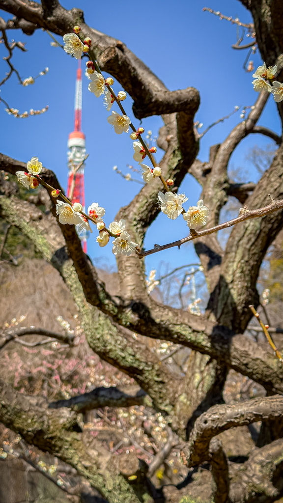 Un árbol del ciruelo con la torre de Tokio en el fondo