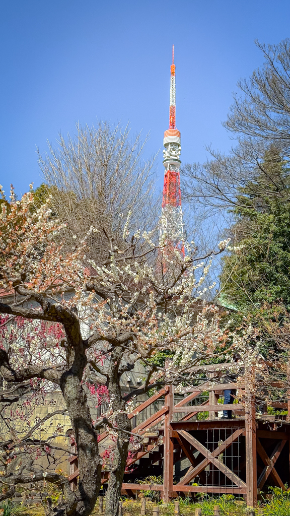 Un árbol del ciruelo con la torre de Tokio atrás