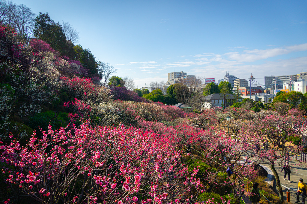 Dónde ver las flores del ciruelo en Tokio