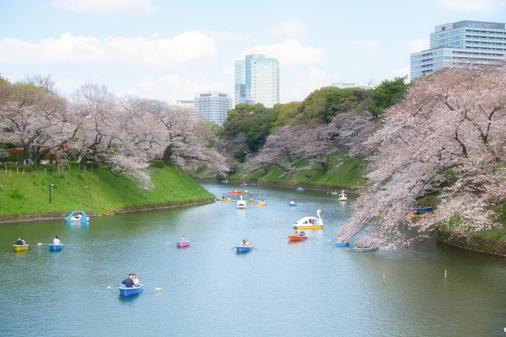 Dónde ver las flores del cerezo en Tokio