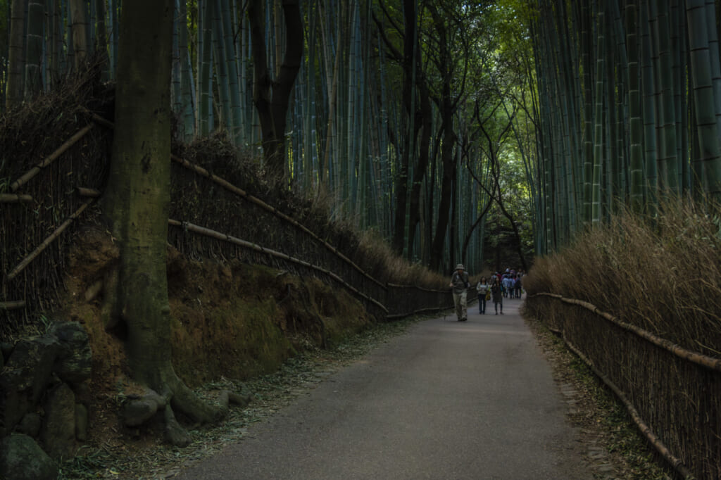 Bosque de bambú en Arashiyama