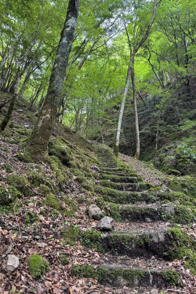 Cuesta hacia el antiguo túnel del paso de Amagi