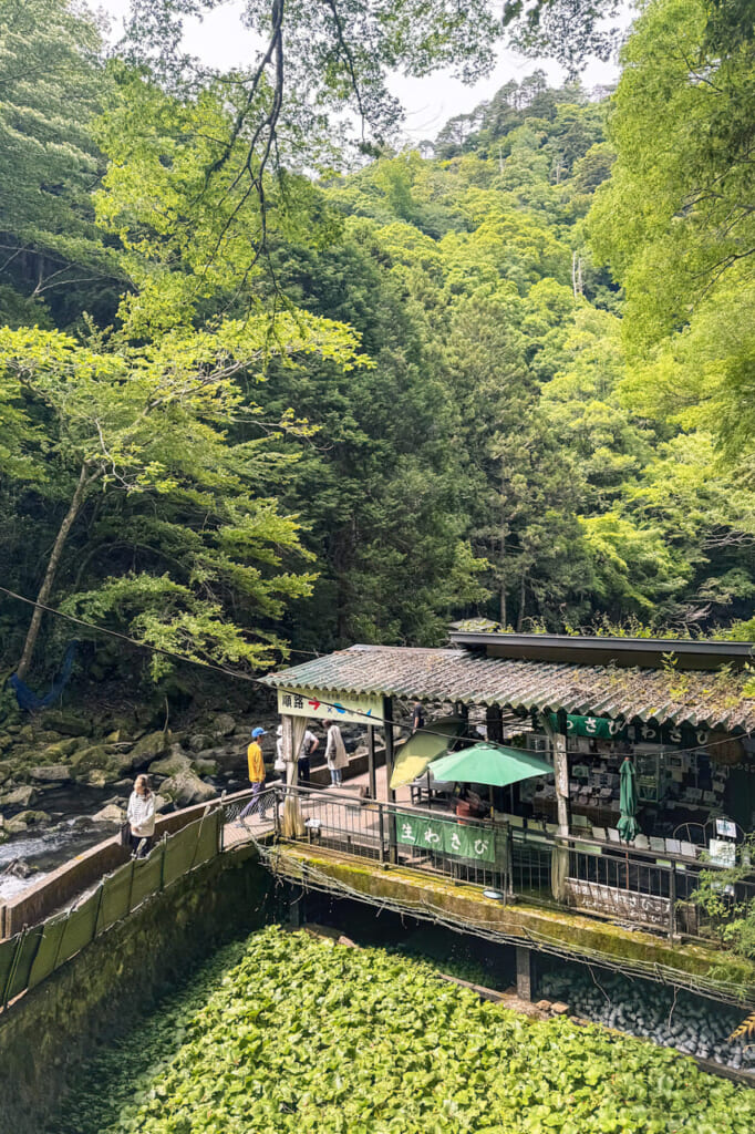 Huerto de wasabi y casa de té frente a las Cataratas Joren