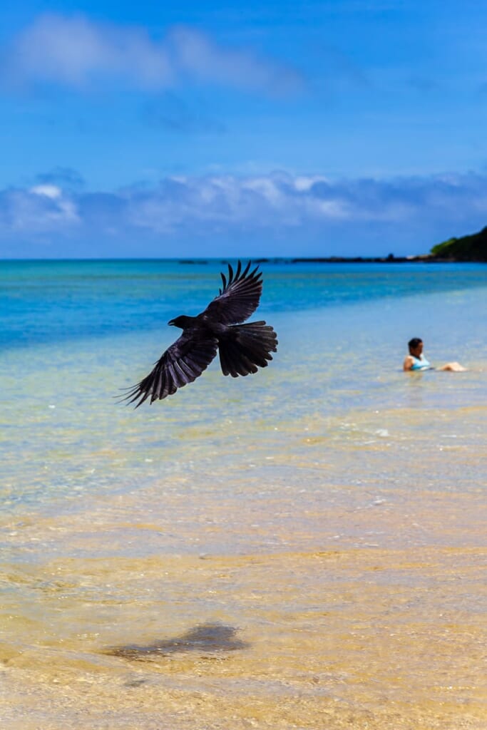 Cuervo en Ishigaki