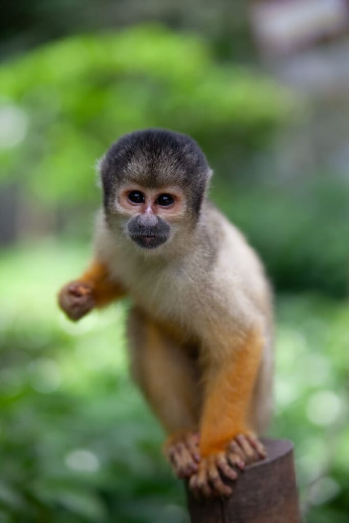 Monos ardilla en Ishigaki Yaima Village