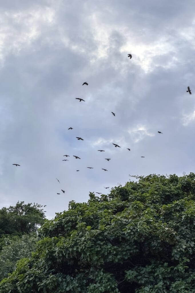 Cuervos en Ishigaki