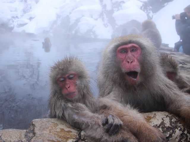 Treffen Sie japanische Makaken im Schneeaffenpark im Shiga Kogen Nationalpark