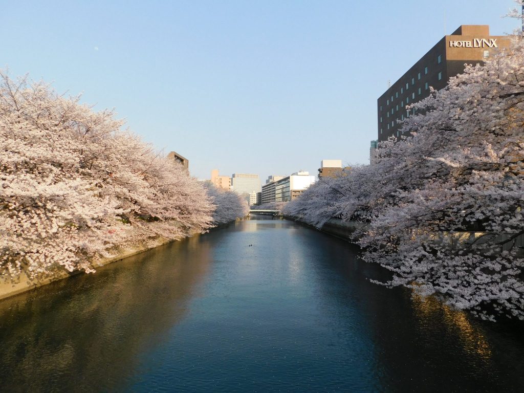 Der Oyokogawa Fluss mit Kirschblüten.