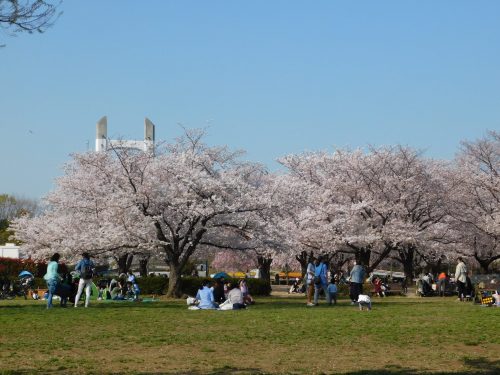 Eine Kirschblütentour durch Tokio