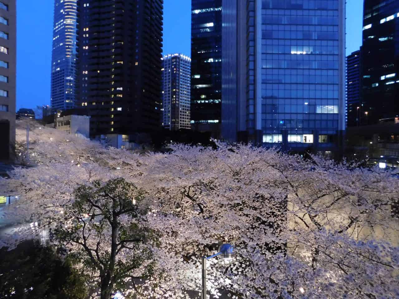  Kirschblüte in Tokio: Unsere schönsten Kirschblüten-Spots! Illustration 