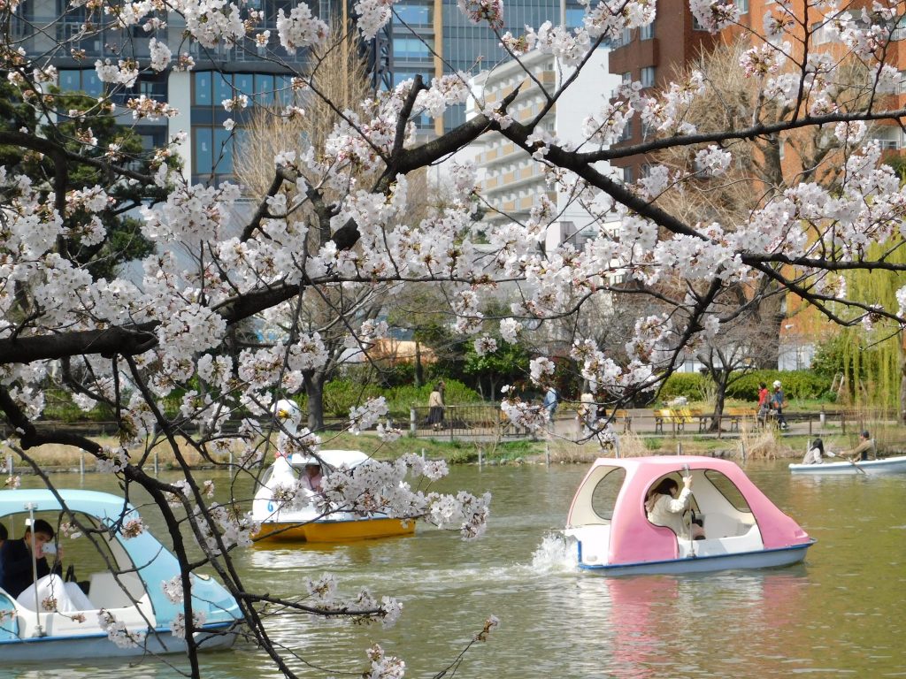 Schwanenboote im Ueno Park.