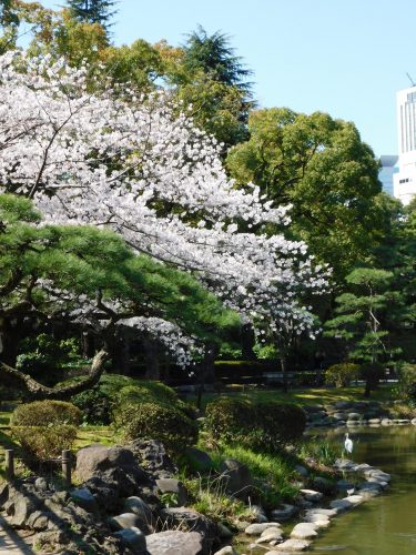 Eine Kirschblütentour durch Tokio