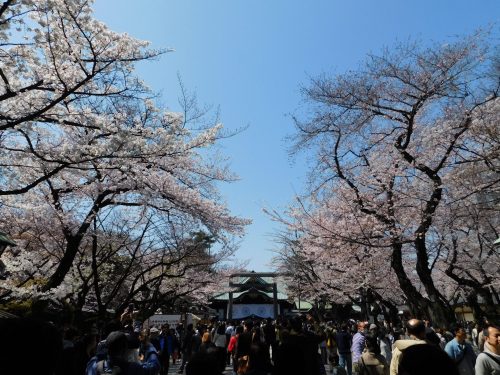 Eine Kirschblütentour durch Tokio