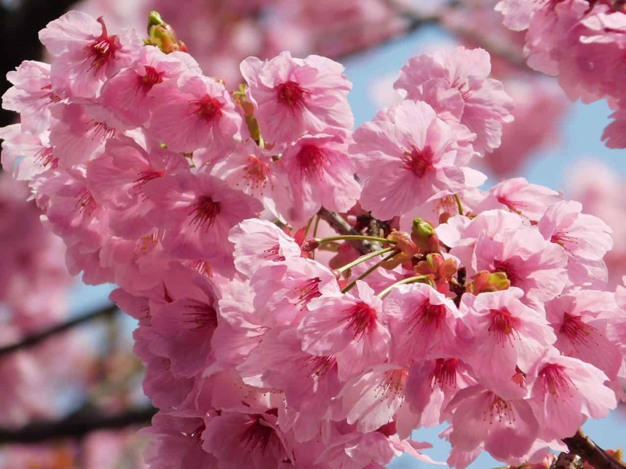 Kirschblüte in Tokio: Die rosane Blütenpracht.