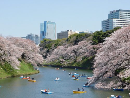 Eine Kirschblütentour durch Tokio