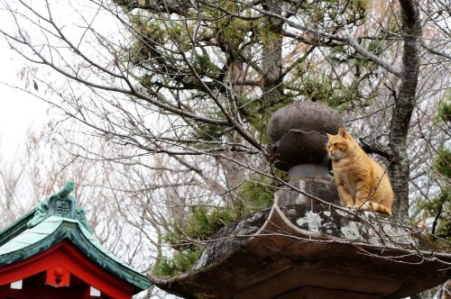 Katzen auf Enoshima