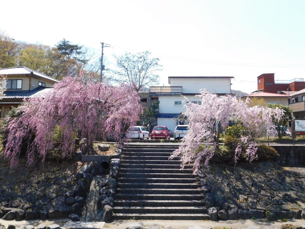Hängende Yoshino-Kirschblüten.