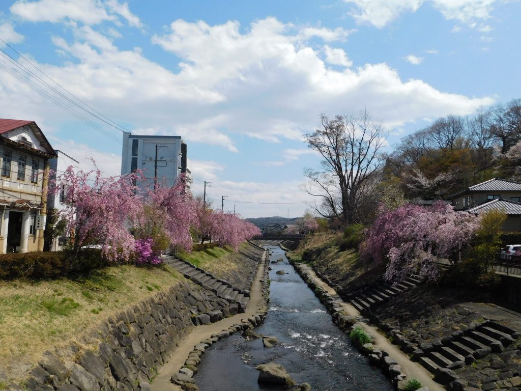 Kirschblüten am Fluss.