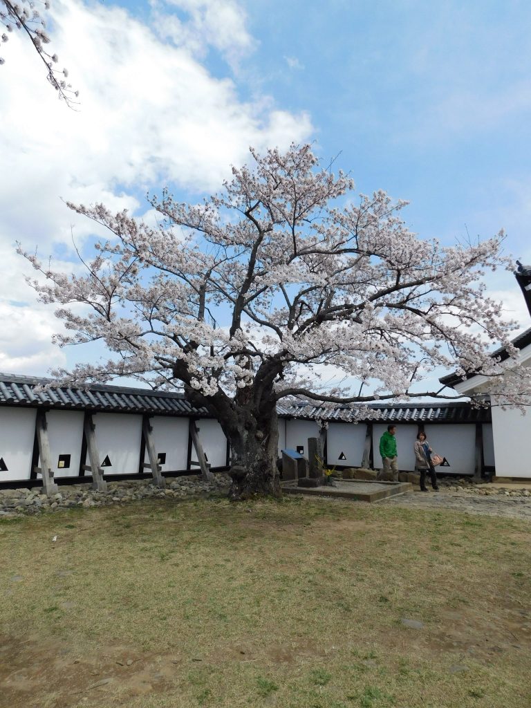 "Otome-Sakura"-Baum auf der Burg Shirakawa-Komine.