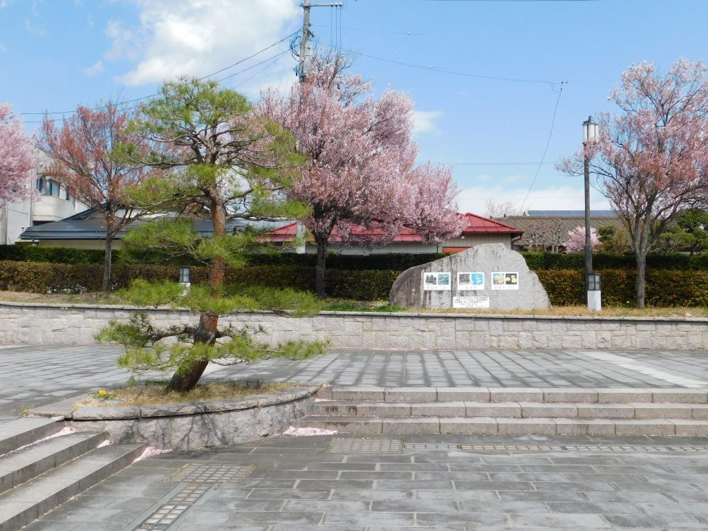 Kirschblüte in Shirakawa.