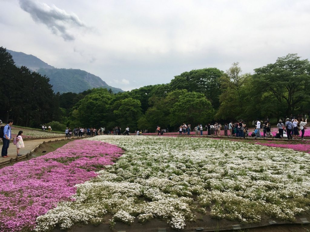 Im Hitsujiyama-Park gibt es 9 Varianten der Flammenblumen.