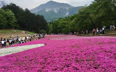 Das Shibazakura Fest in Chichibu.