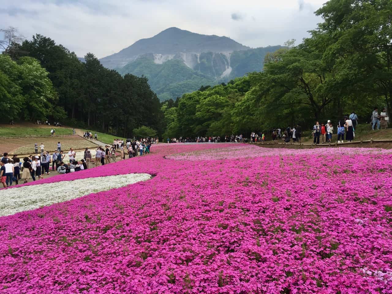 Shibazakura Festival in Chichibu, Saitama