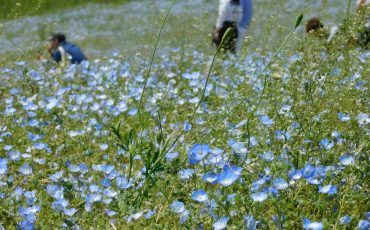 Nemophila, Hainblumen im Hitachi Seaside Park, Präfektur Ibaraki, Japan.