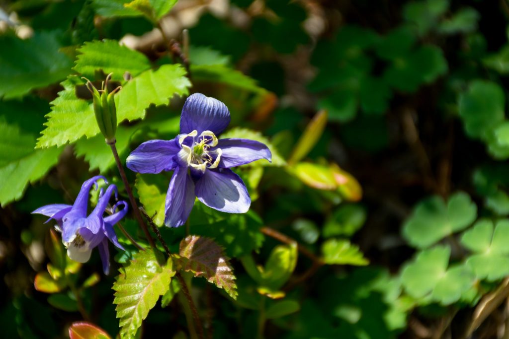 Die violett-blaue Blume namens sumire.