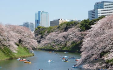 Hanami in Tokio, im Park Chidorigafuchi.