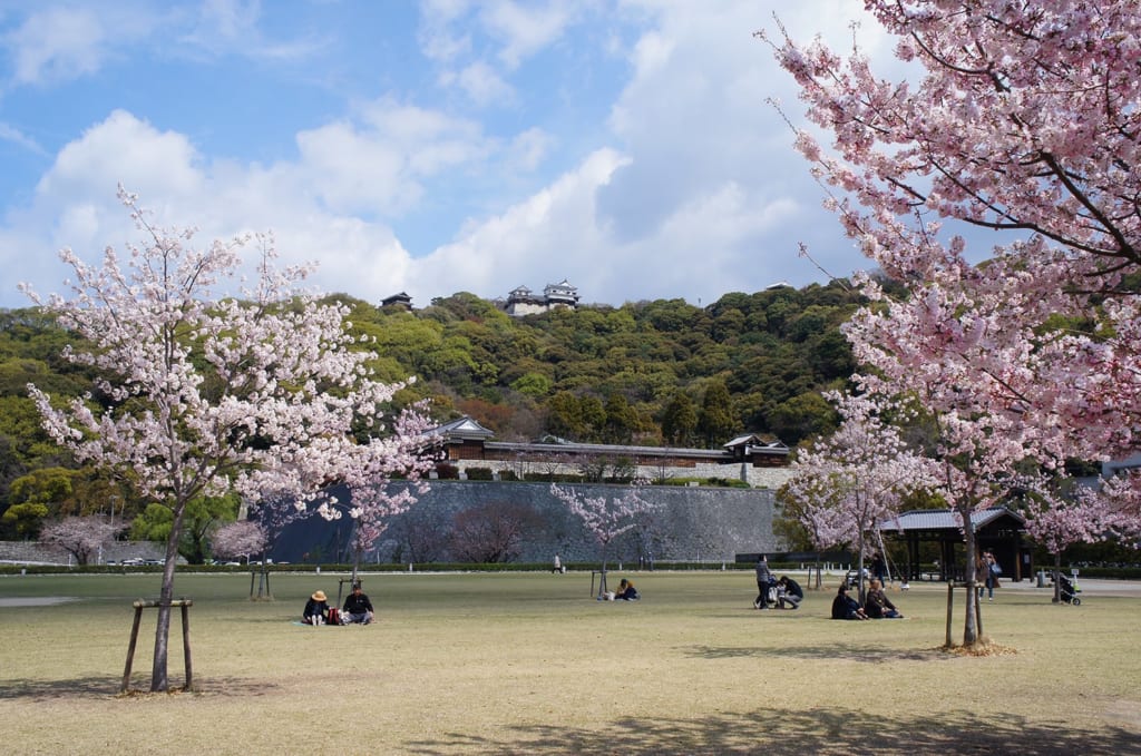 Auf die Kirschblüte freuen sich Einheimische und Touristen gleichermaßen.