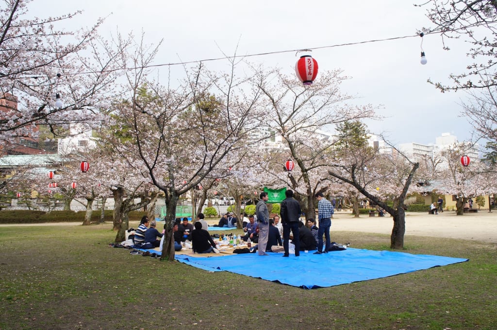 Hanami, das Betrachten der Kirschblüten, ist ein beliebtes Ereignis.