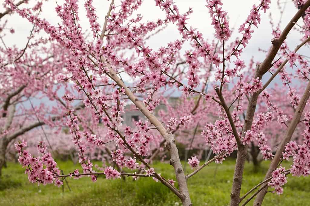 Pfirsichblüten als Frühlingsbote.