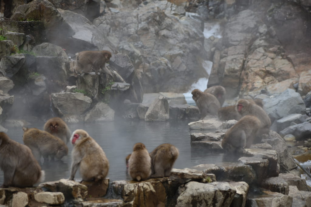 Ein Besuch bei den Affen in den heißen Quellen von Nagano
