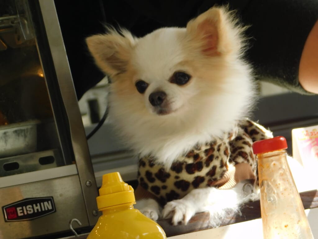 Ein Chihuahua an einem Foodtruck.
